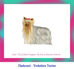 Yorkshire Terrier Dog Flashcard – no breed name
